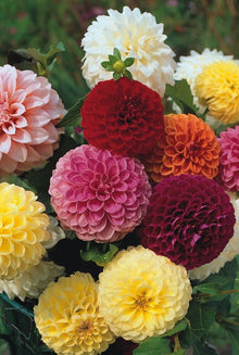 Dahlia Pompon Seeds for gardeners building out beds and borders