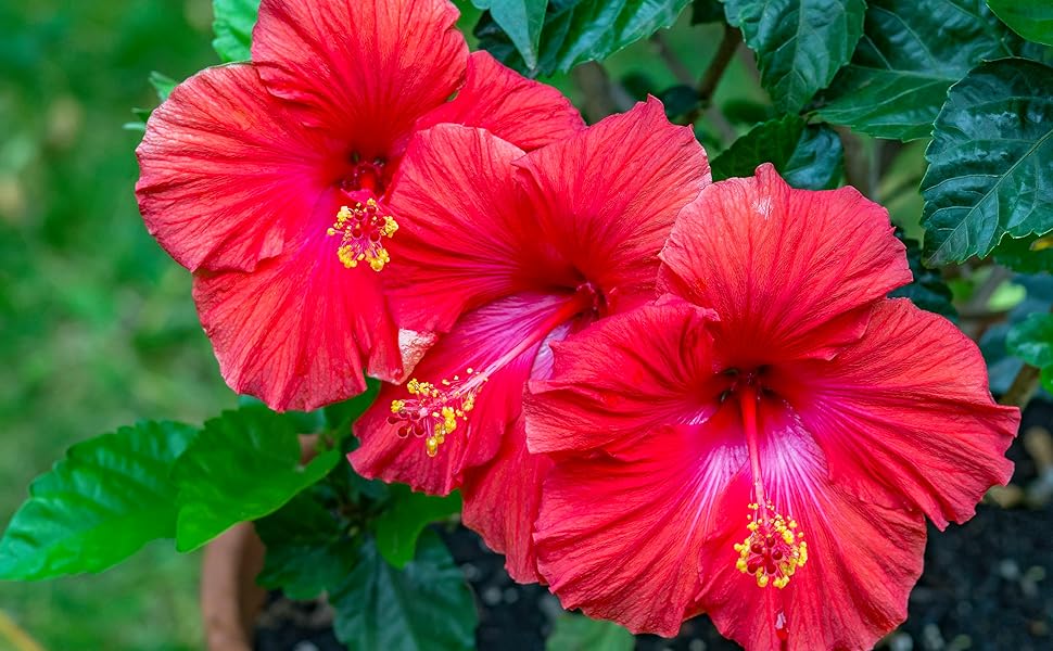 Disco Belle Hibiscus Seeds (Hibiscus rosa-sinensis) for a lasting display in the Flower Bed