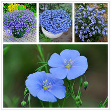 Blue Linen Seeds for growers filling out the Garden