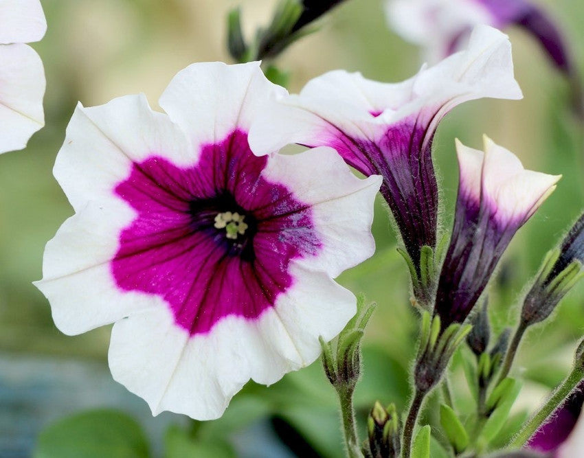 Double Petunia Seeds (Petunia spp.) for colorful blooms in the Flower Bed & Garden