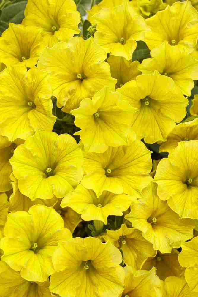 Calibrachoa Calibrachoa Hybrida Yellow Petunia Flower Seeds for Planting – Colorful Blooms for Hanging Pots and Garden Borders