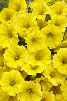 Calibrachoa Calibrachoa Hybrida Yellow Petunia Flower Seeds for Planting – Colorful Blooms for Hanging Pots and Garden Borders