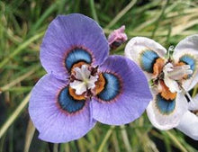 Blue Moraea Iridioides Seeds for colorful blooms in the Garden