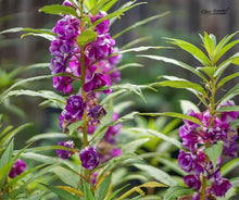 Impatiens Seeds (Impatiens walleriana) for a lasting display in the Flower Bed & Garden