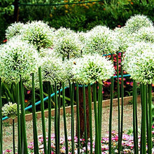White Giant Onion Flower Seeds
