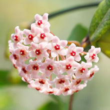 Rainbow Hoya Rare Blooming Flower Plant - for planting in home garden