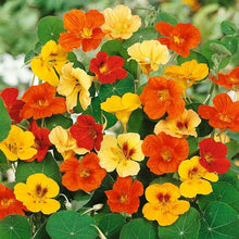 Light Yellow Red Nasturtium Seeds for a lasting display in the Garden, DIY
