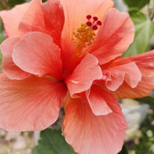 Hibiscus Hibiscus Rosa-Sinensis Rare Orange Pink Flower Seeds for Planting – Suitable for Home Garden and Tropical Borders