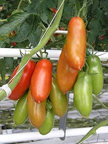 Marzano Tomato Seeds (Solanum lycopersicum) for a reliable harvest in the Vegetable Urban Garden