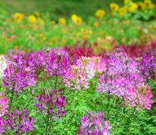 Flower Centaurea Cyanus Violet Queen Seeds for growers filling out the Home Cottage-Style Flower Beds