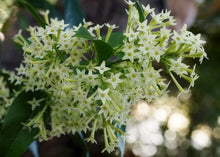 Night Blooming Jasmine Seeds (Cestrum nocturnum) for seasonal color across the Night Garden