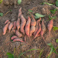 Giant Sweet Potato Seeds (Ipomoea batatas) for a reliable harvest in the Vegetable Patch