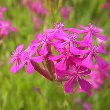 Silene Cluster Pink Seeds (Silene dioica) for a bright addition to the Meadow Garden Planting