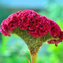 Giant Red Cockscomb flower seeds for vibrant garden planting