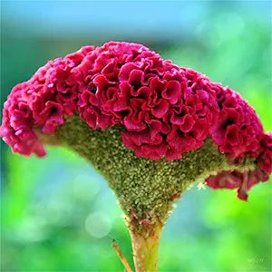Giant Red Cockscomb flower seeds for vibrant garden planting