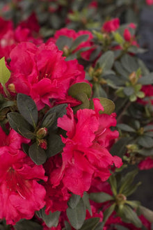Azalea Seeds (Rhododendron spp.) for seasonal color across the home garden borders or shaded landscaping