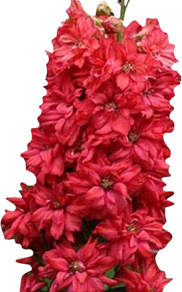 Giant Red Delphinium Flower Seeds