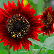 Helianthus Red Sunflower Seeds for gardeners building out beds and borders