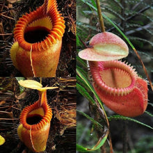Nepenthes Carnivorous Seeds for a bright addition to the Home Garden & Flower Bed