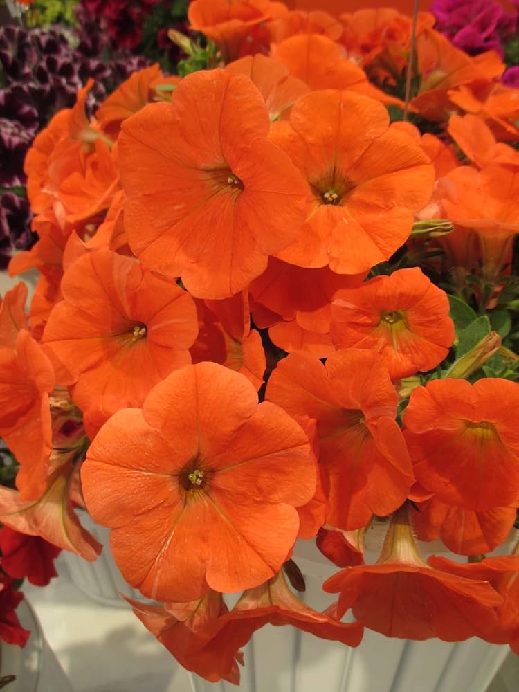 Petunia Flower ��������� Petunia spp. ��������� for planting in light orange garden