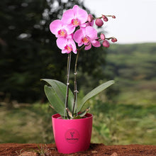 Mini Phalaenopsis Orchid Plants valued for home Interior Decoration