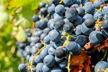 Mini Grape Vine seeds (Vitis vinifera) for patio or home garden planting