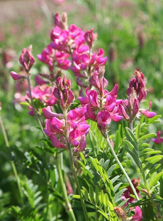 Sainfoin Flower for planting