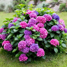 Hydrangea Seeds (Hydrangea macrophylla) for climbing cover in the Flower Bed & Garden