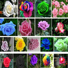 Rose Rosa spp. flower seeds for planting in backyard gardening and home garden beds - for planting in home garden