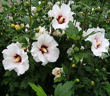 Hibiscus Hibiscus Rosa-Sinensis Rare Pink Orange Seeds for sweet homegrown fruit in the Garden Balcony Pots