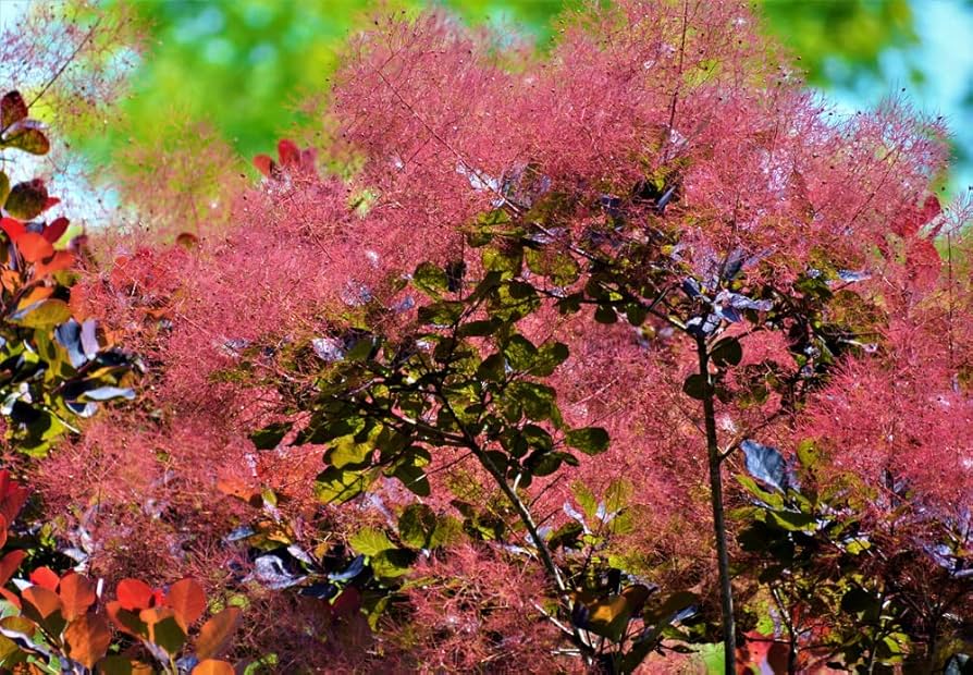 Smoke Tree (Cotinus spp.) for planting in ornamental fall gardens