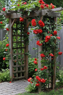 Climbing Rose Seeds for vertical growth across the Home & Garden
