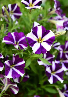 Petunia Petunia Hybrida Mixed Color Seeds for a bright addition to the Balcony Pots, Hanging Baskets, and Garden Beds