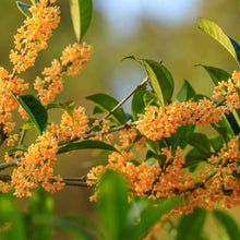 Osmanthus Seeds for colorful blooms in the Osmanthus bed scented garden