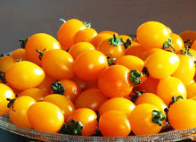 Aunt Ruby's Yellow Cherry Tomato Seeds for a reliable harvest in the Your Garden