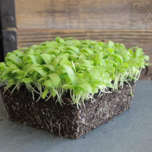 Chrysanthemum Chrysanthemum spp for planting in flower bed