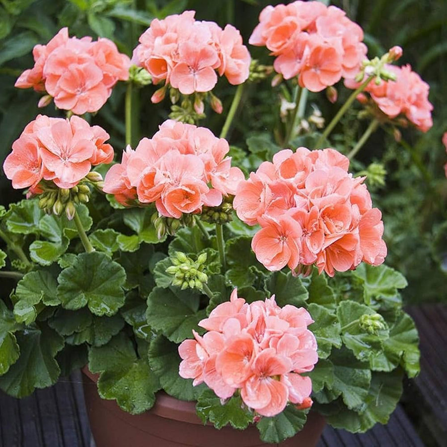 Geranium seeds (Pelargonium hortorum) for rare bonsai and flower gardens