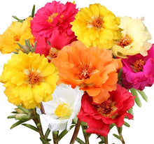 Rose Seeds (Rosa spp.) for a lasting display in the Flower Bed