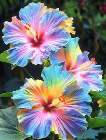 Hibiscus Rosa-sinensis Seeds for a colorful addition to any planting