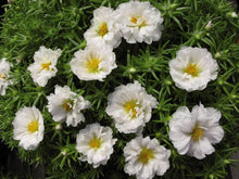 Portulaca Moss-Rose Double Bloom Seeds for a hardy addition to the landscape