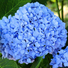 Hydrangea flower Seeds (Hydrangea macrophylla) for vertical growth across the garden beds or decorative pots