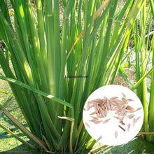 Zizania Latifolia Aquatic Seeds for gardeners building out beds and borders