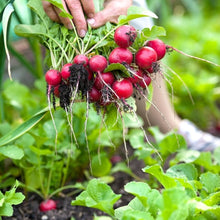 Easter Egg Radishes Seeds for reliable seasonal color