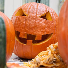 Pumpkin Cucurbita Pepo Tie of Gold Seeds for a fresh homegrown crop from the Garden Autumn Decorations