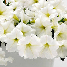 Petunia Easy Wave White Seeds (Petunia hybrida) for colorful blooms in the pots and balcony gardening
