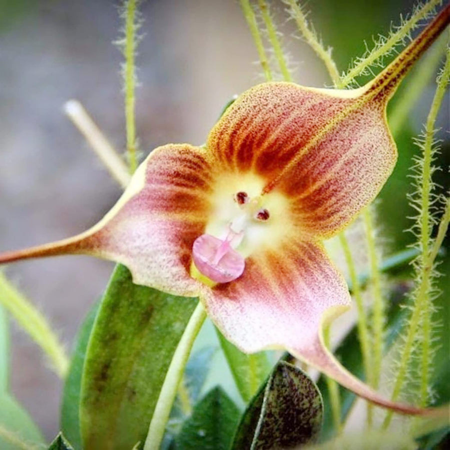 Monkey Face Orchid Dracula simia for planting in indoor garden