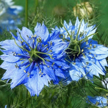 Nigella Love in a Mist Seeds (Nigella damascena) for a bright addition to the cottage garden and planting