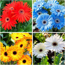 Gerbera Seeds (Gerbera jamesonii) for a bright addition to the home garden or backyard flower beds