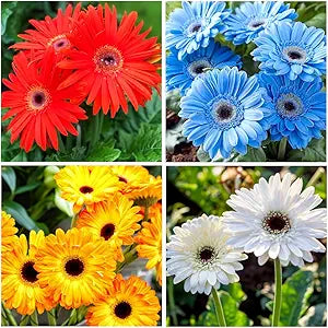 Chrysanthemum Chrysanthemum Morifolium Gerbera Flower Seeds for Planting – Vibrant Blooms for Outdoor Gardens and Containers