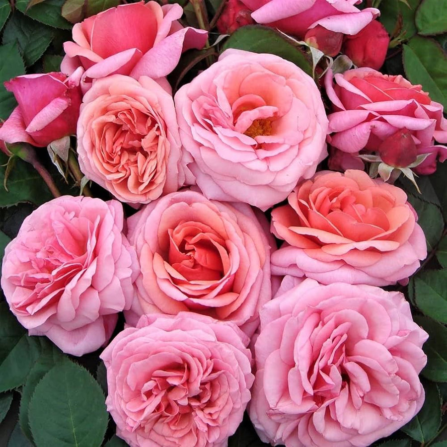 Rattan Rose Climbing Rosa spp. Seeds for planting in vertical garden